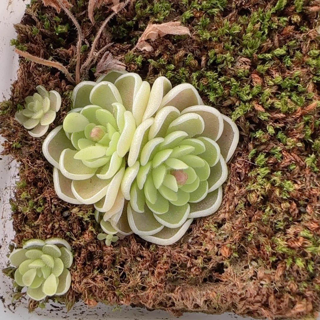 花语多肉0101-128爱丽丝