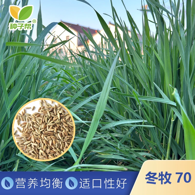 冬牧70黑麦草种子春秋播种耐寒生长春季成熟养殖牛羊优质牧草草籽