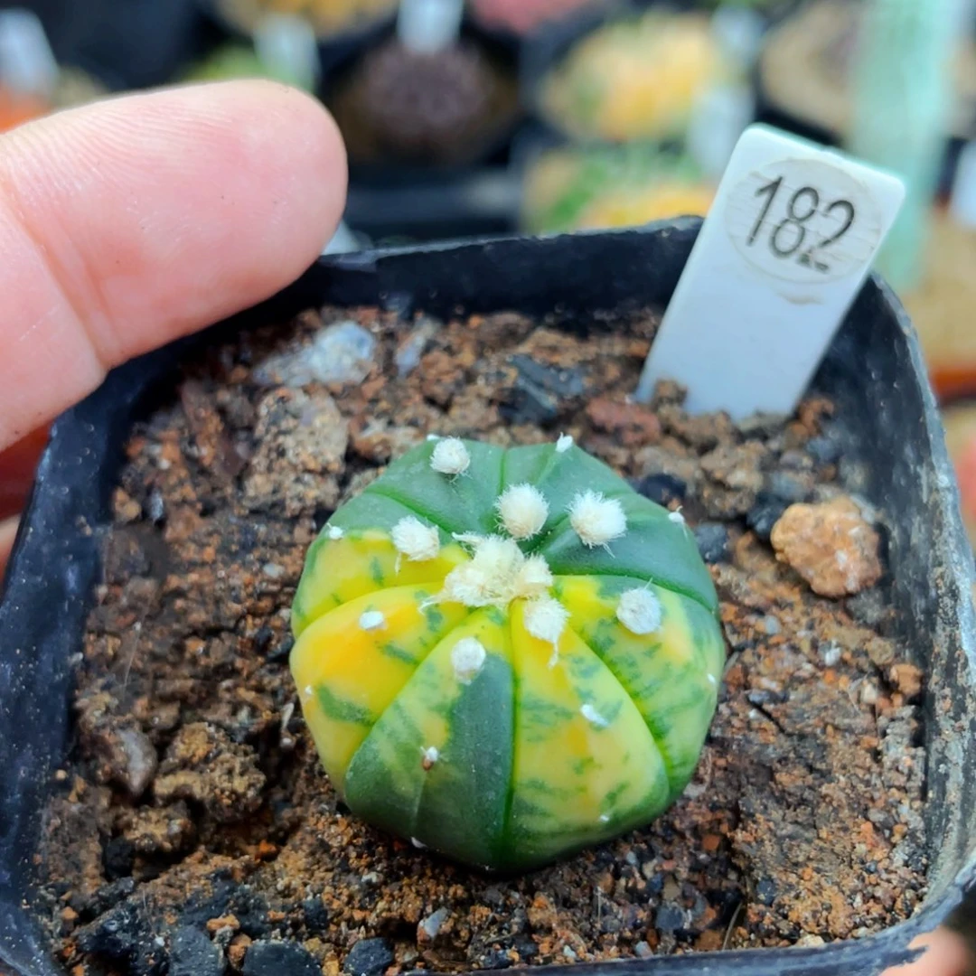 满25包邮盆5公分裸根发货