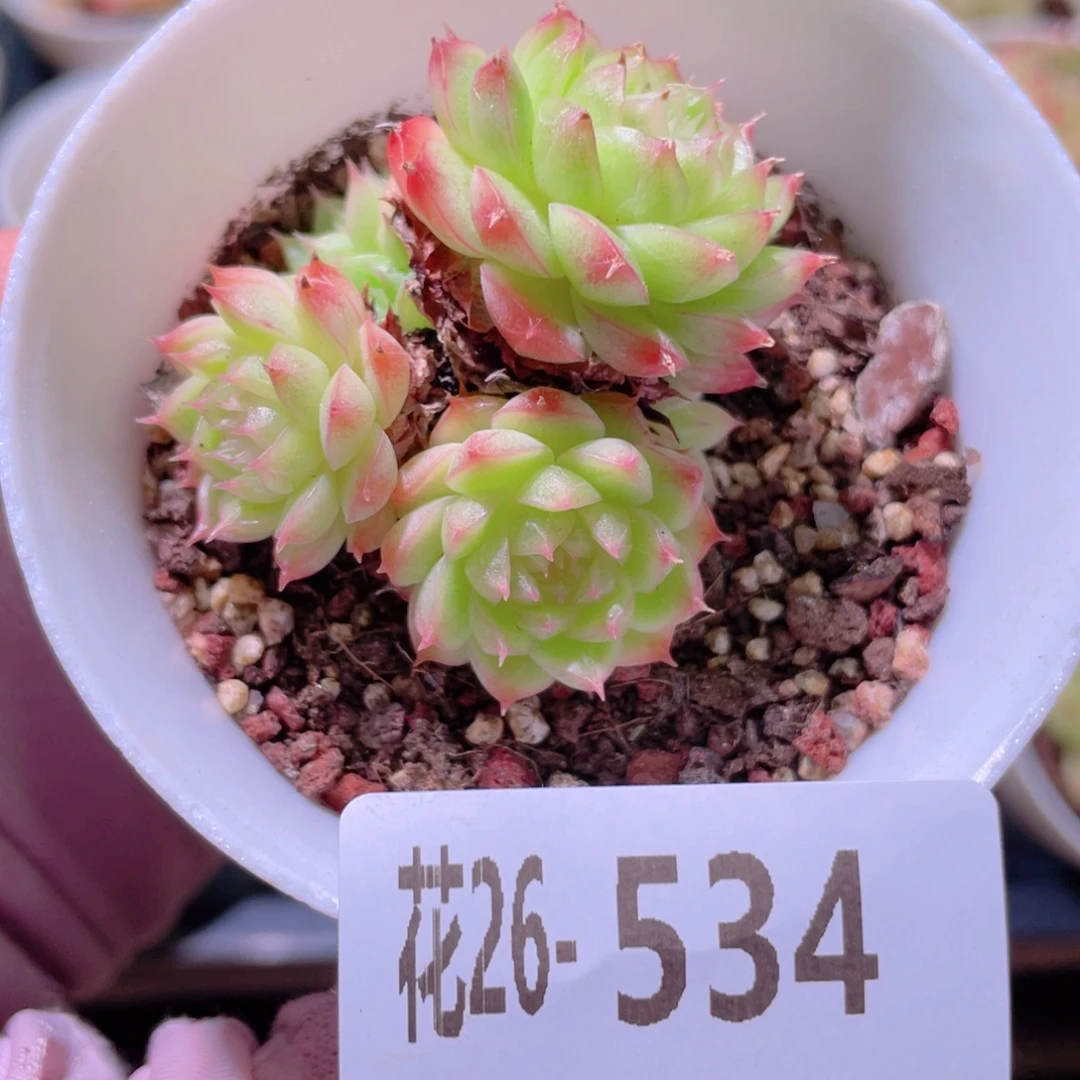 花利美26-534海王