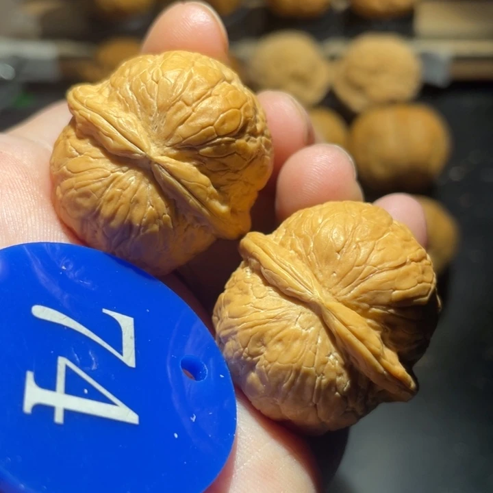 铃铛32尺寸核桃。