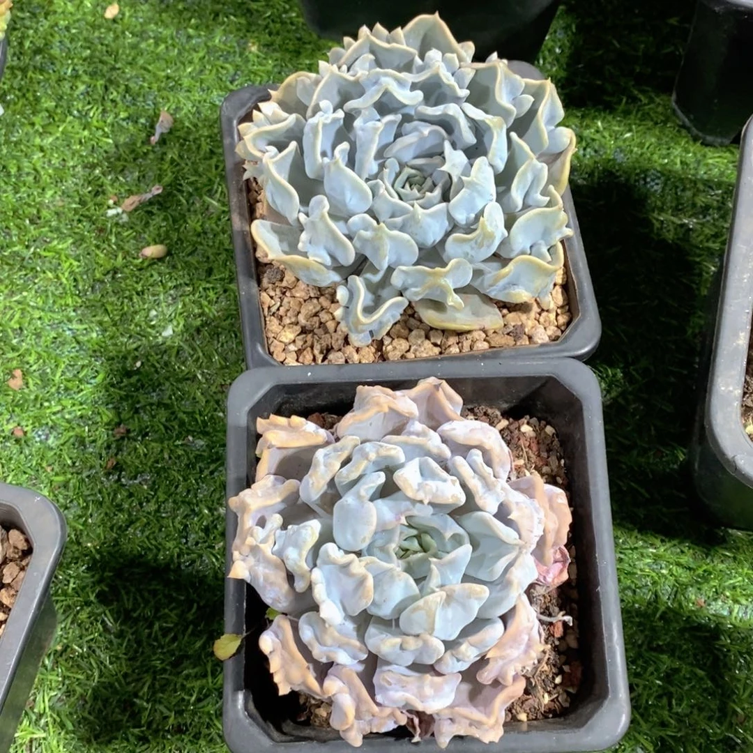 茶***明多肉植物二个单头