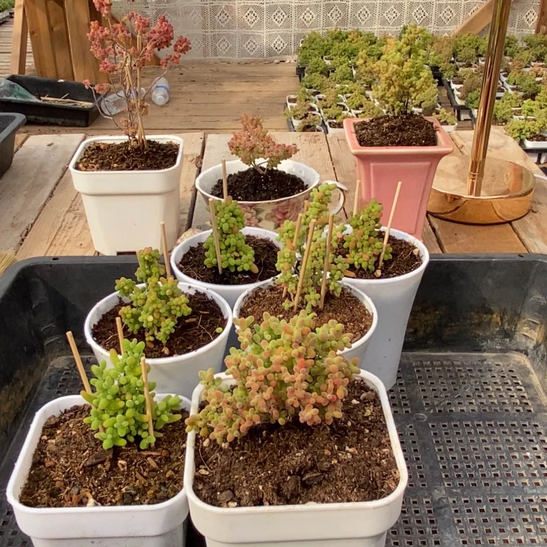 枝干番杏多肉植物934