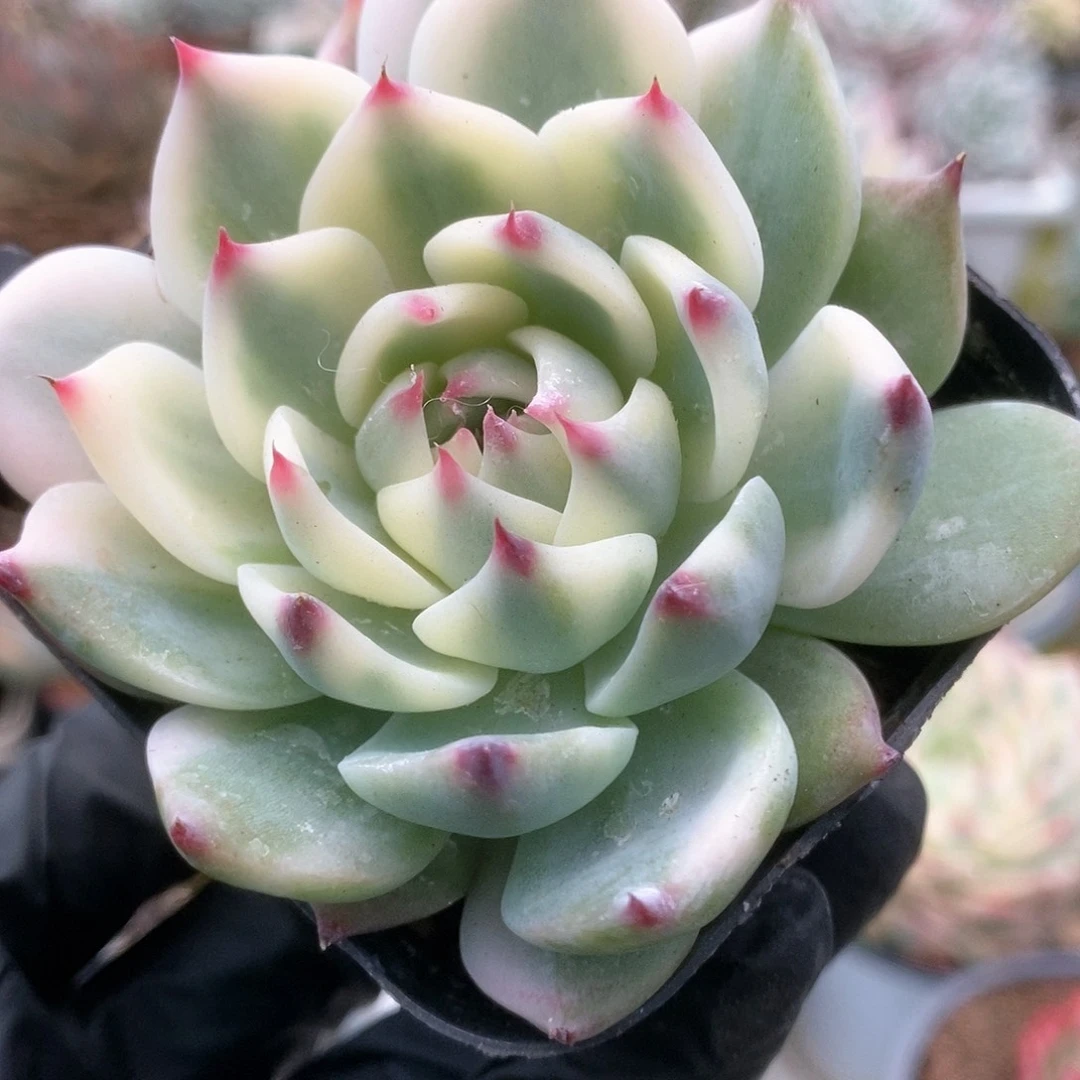 072锦锦锦锦锦锦锦锦