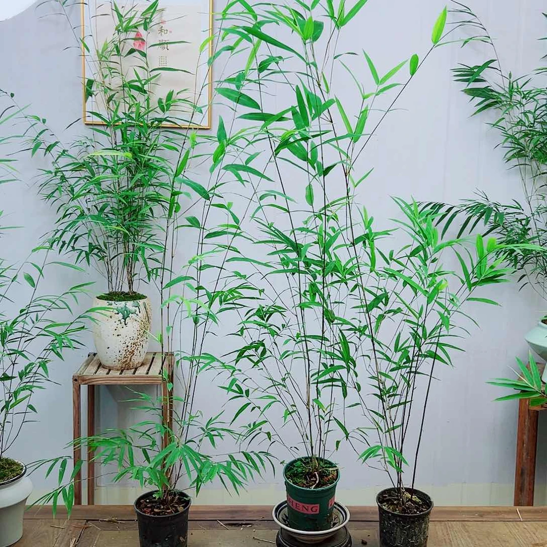 不开花植物内门竹