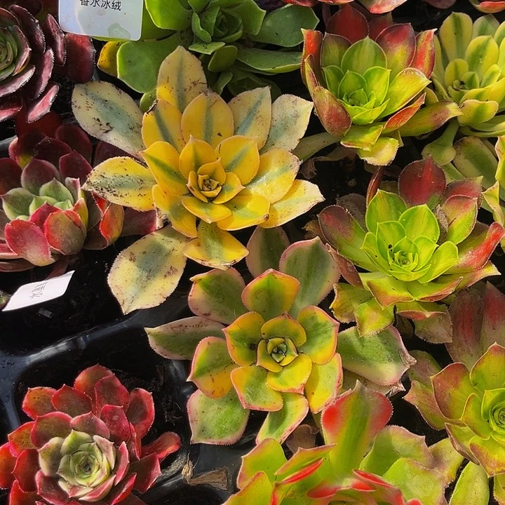 灿烂带土球带土球5厘米满9.9包邮