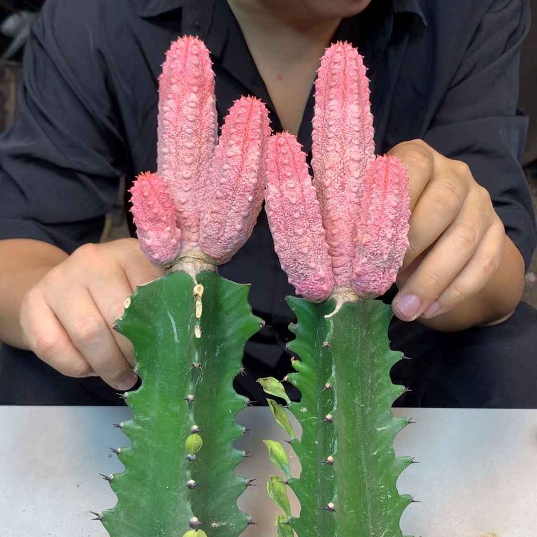 有根 带柱子 雅迪麒麟锦 3头起发