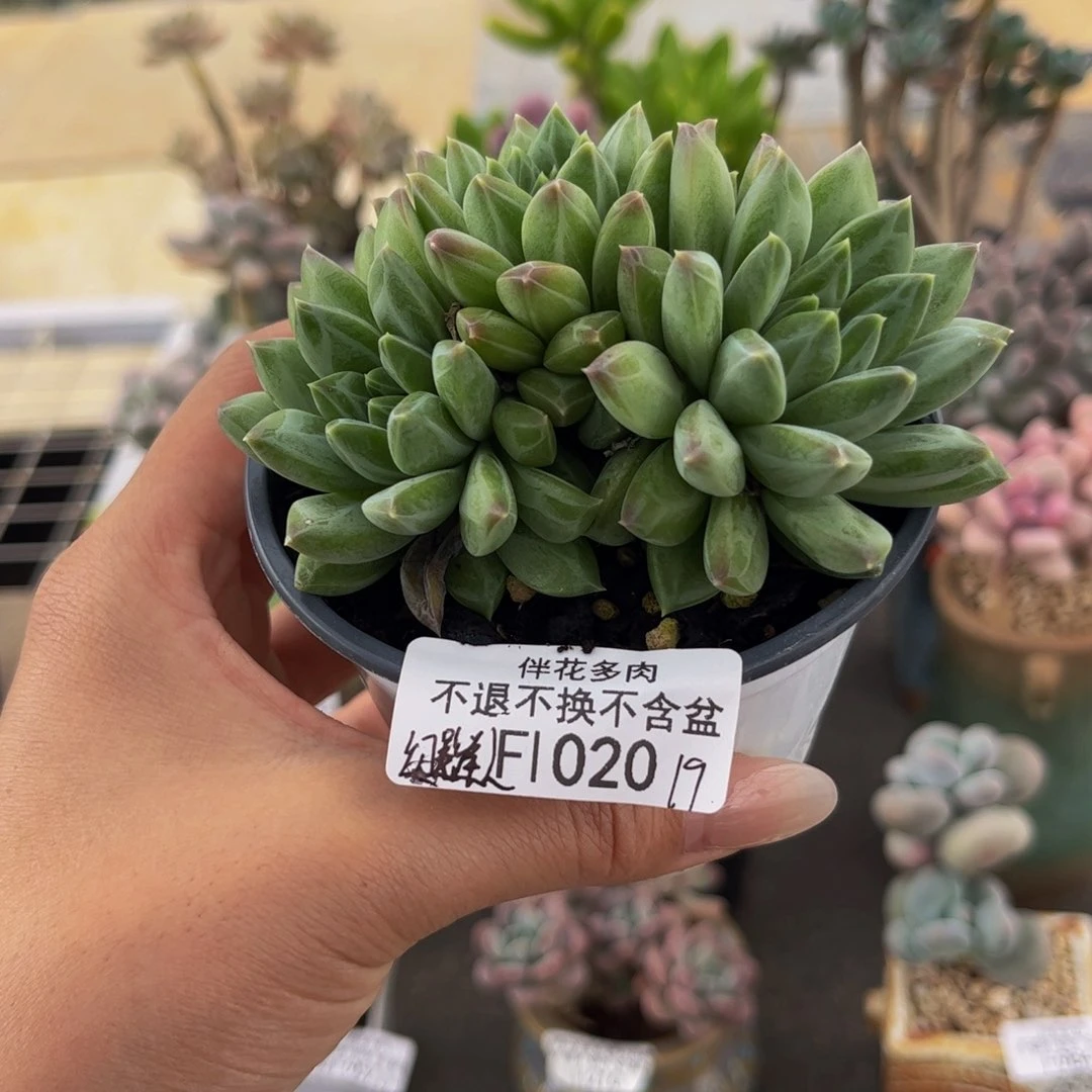 江****020-观影美人多肉8cm