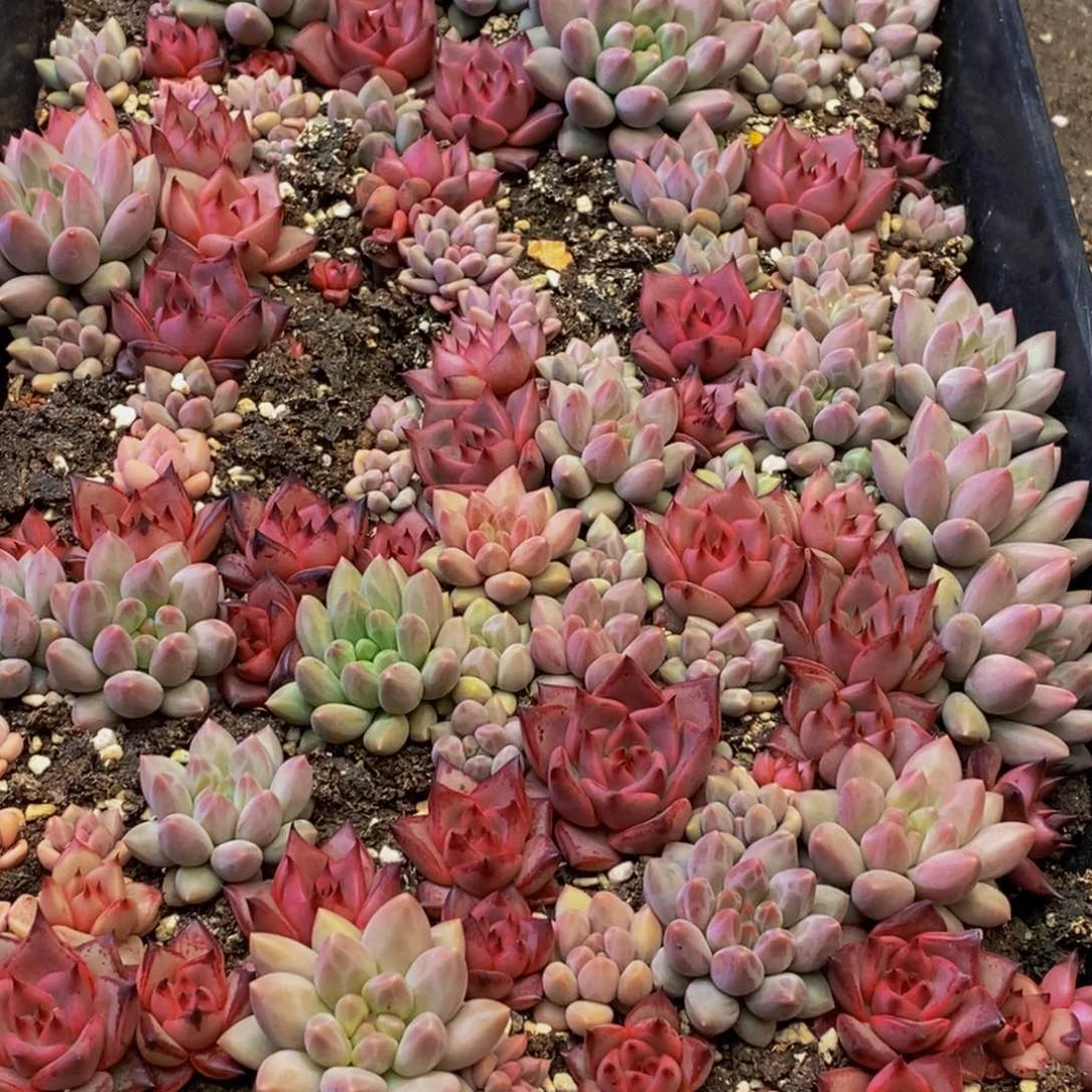 029多肉植物保护研究所所长