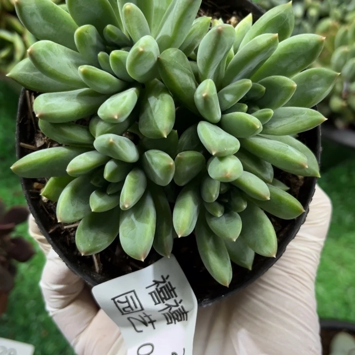 29-059甲骨文多肉植物