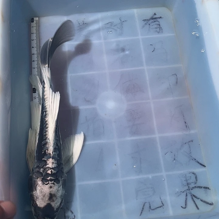 蝴蝶鲤鱼渔场直发135