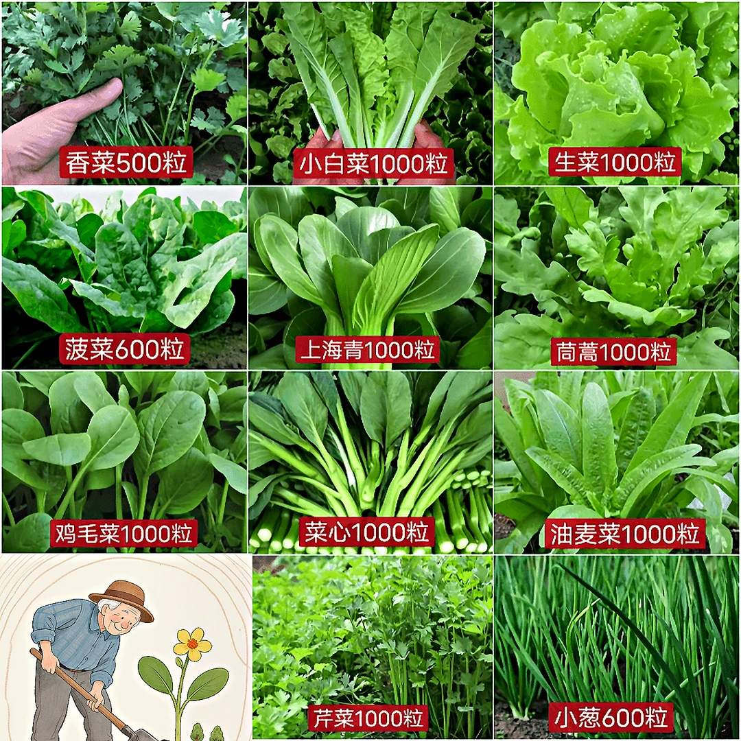 【全店满5包包邮】11种蔬菜种子四季阳台盆栽绿植庭院易种春秋