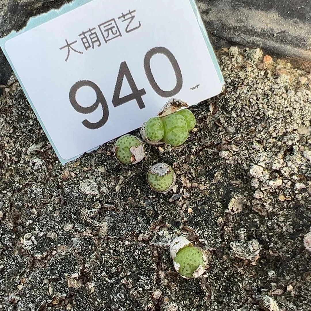 0000940量拍CR1343小黄瓜斑马3颗每棵不低于双头