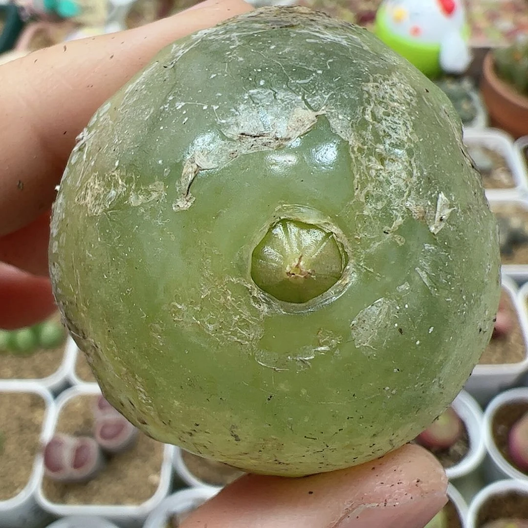 【闪购商品】127 开播福利