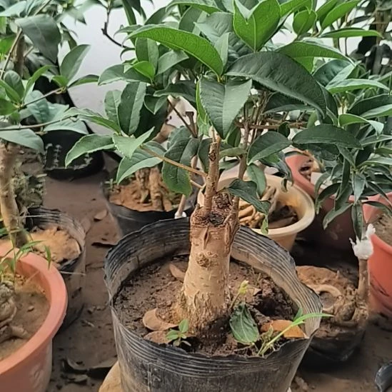 s***g完全开放四季桂花红花