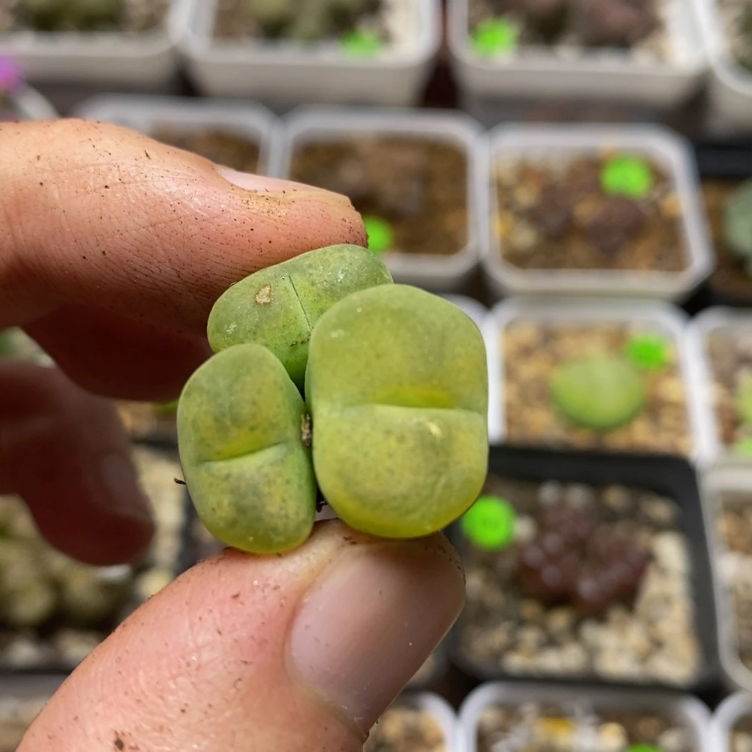 丝绒杂交多肉植物100