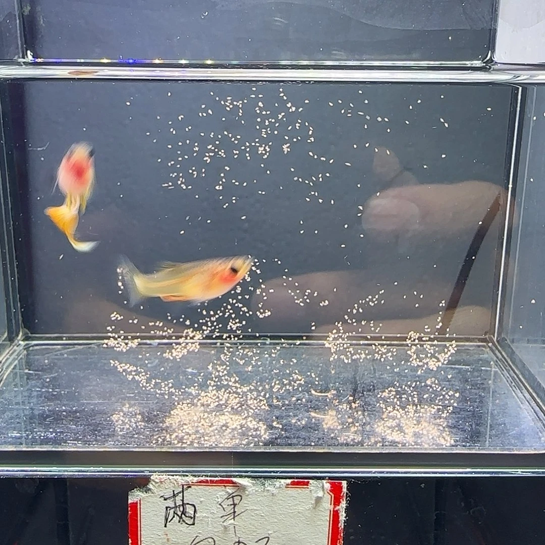 孔雀鱼粉猫一对！！