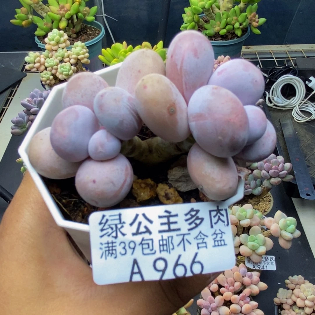 966水光针多肉5c m