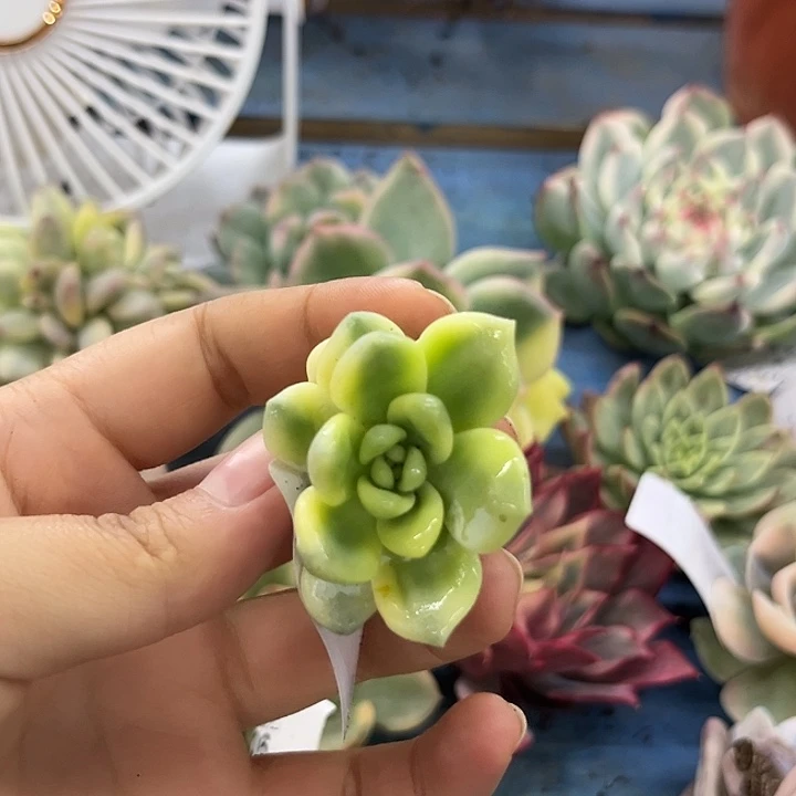 1800望舒腹轮锦可嫁接