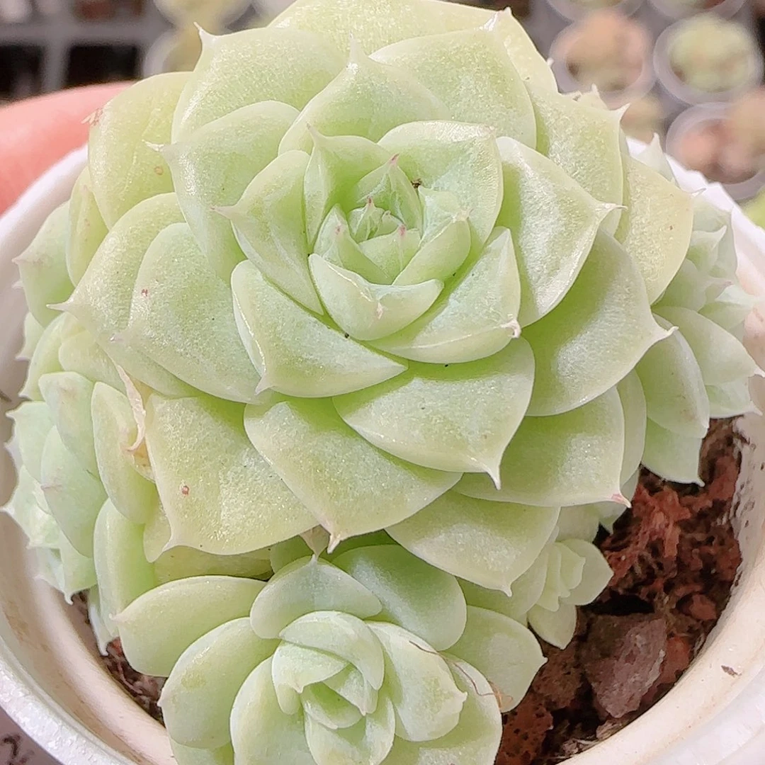 花语逸镜1125-98散