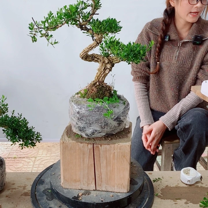 无花朵李*忠广东黄杨