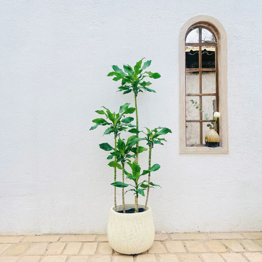 螺纹铁造型老桩网红绿植客厅室内大型落地盆栽好养易活办公室盆景