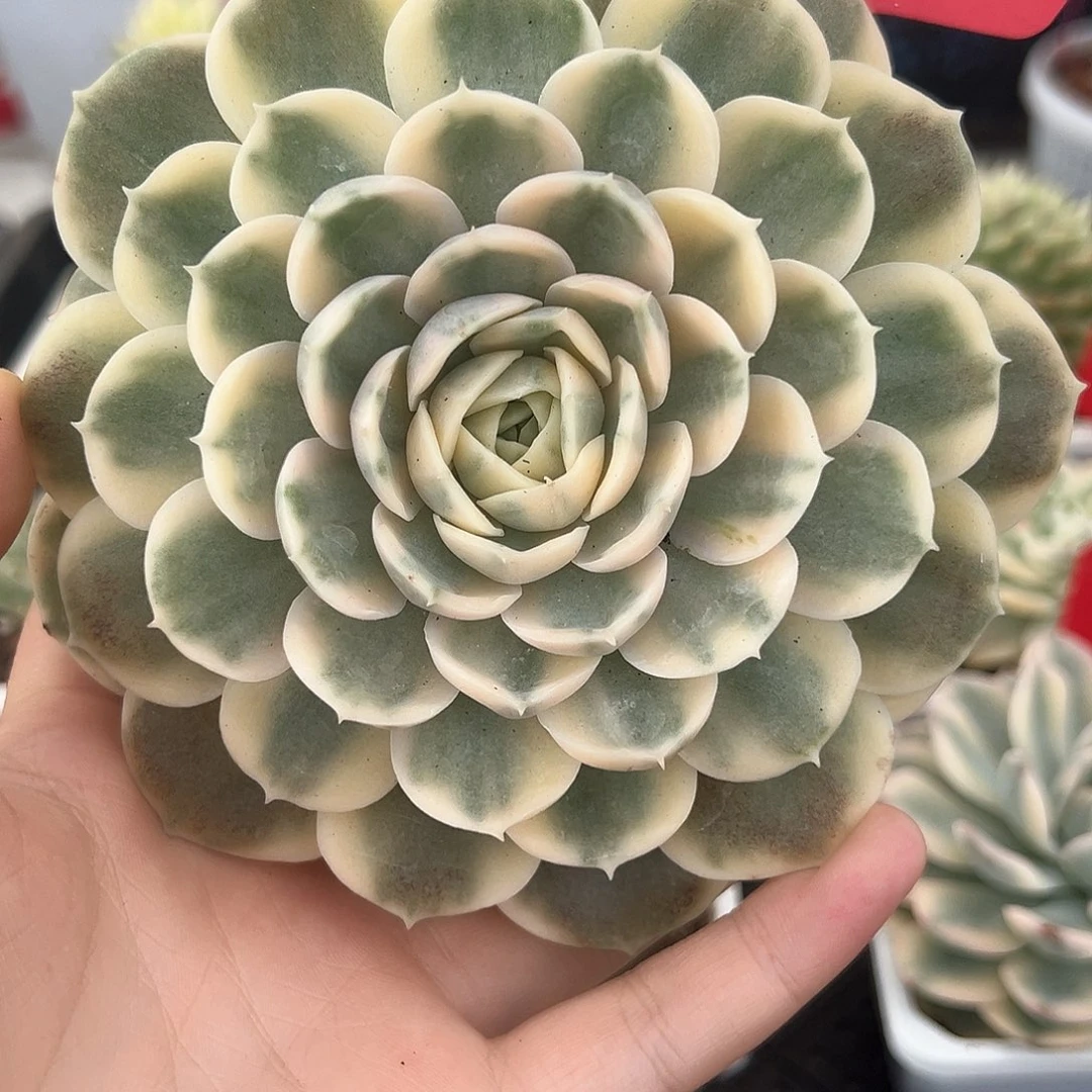45号昂斯诺锦多肉植物