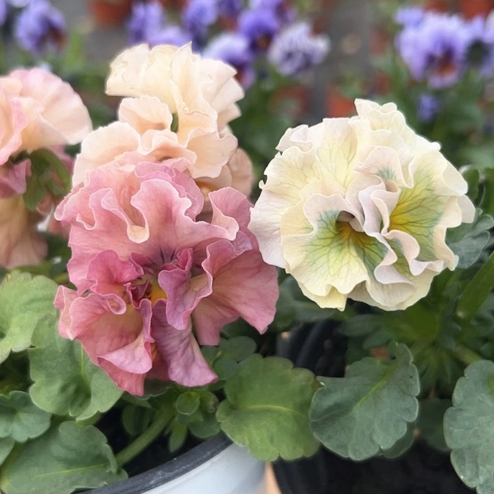 红陶抖音直播闪拍43