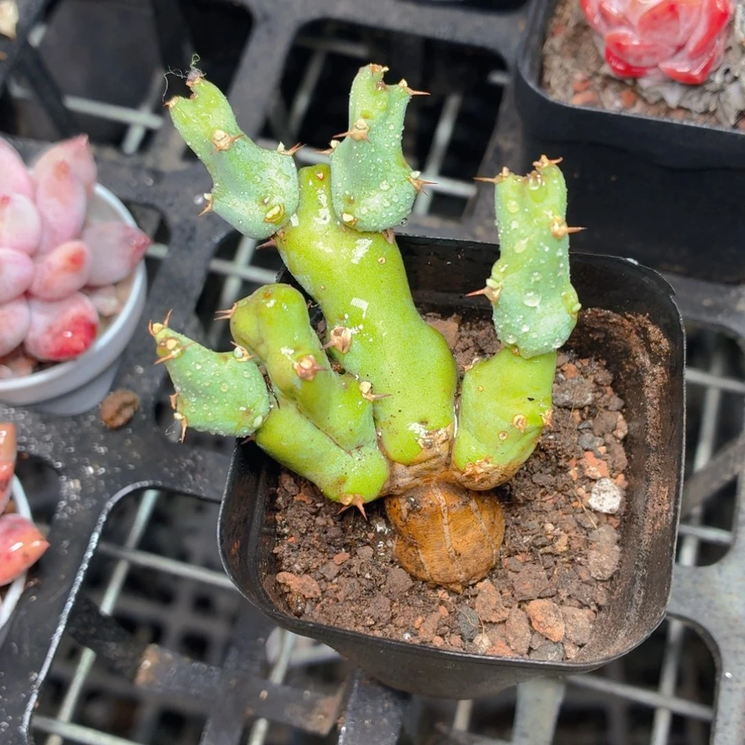 丘栖大戟多肉9.9包邮发货