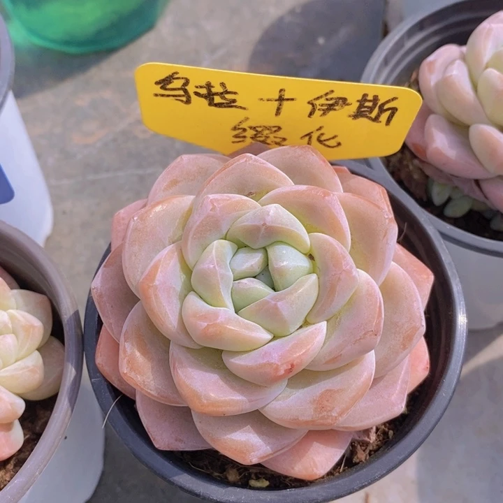 多肉植物，开心多肉