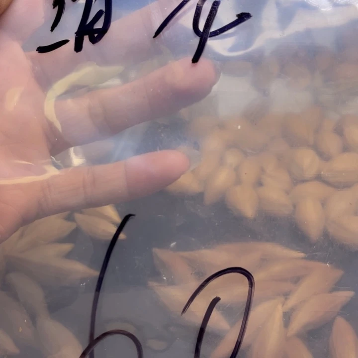 潜***龙橄榄核手串/手链1111