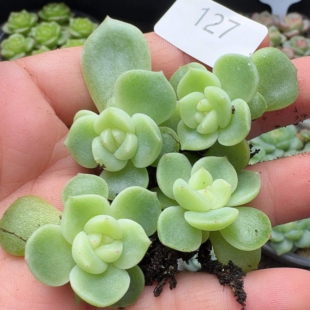 一物一拍一物一拍907-127