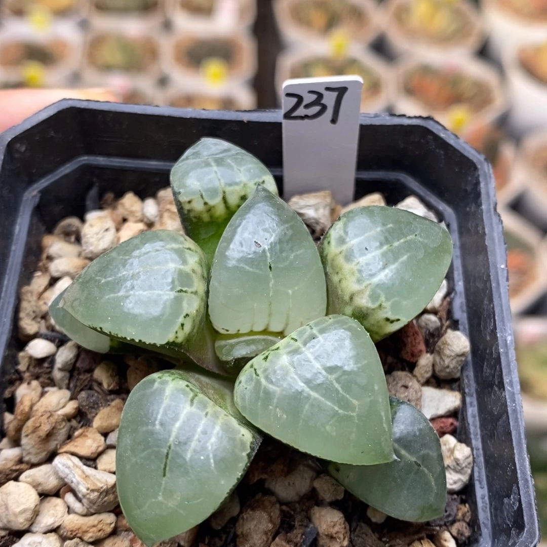 237号月光女神多肉植物