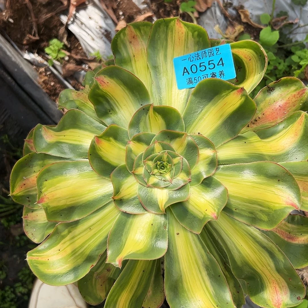 0554多肉植物暴君