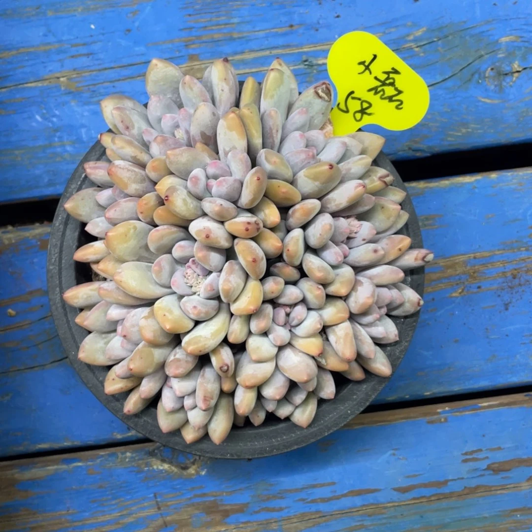 G****磊奶酪体香水一个58