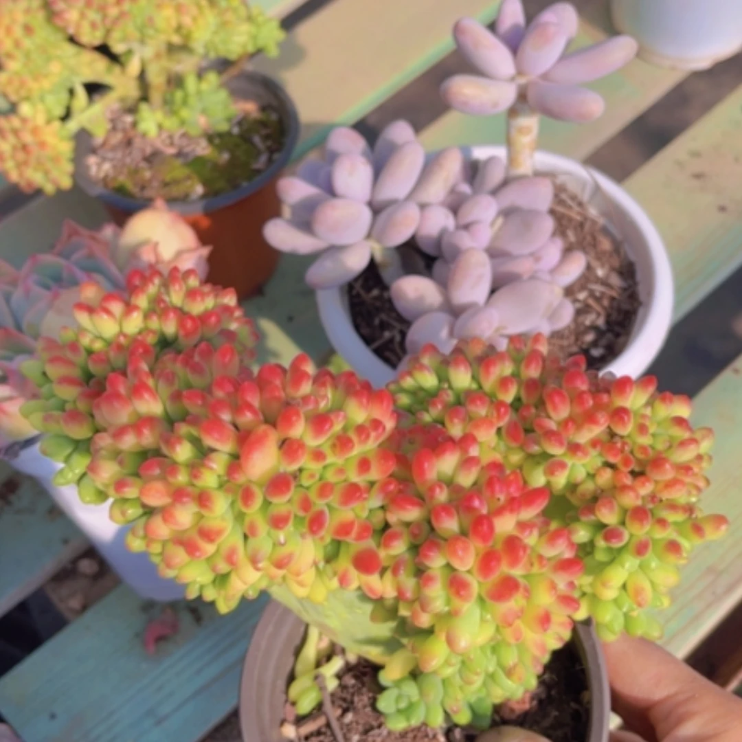 【闪购商品】柠檬手指1296