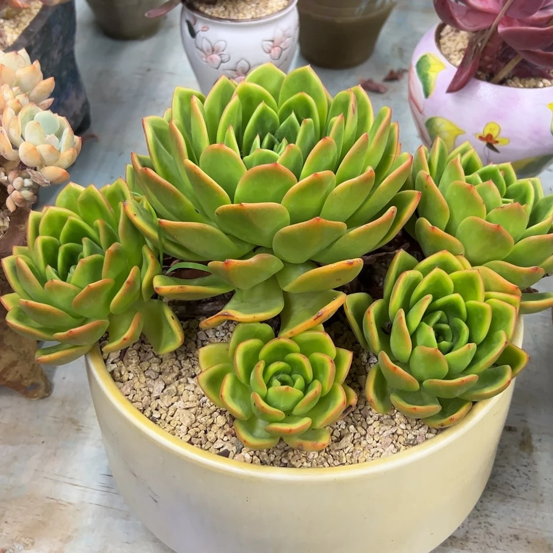 翠花杂58 零零多肉植物