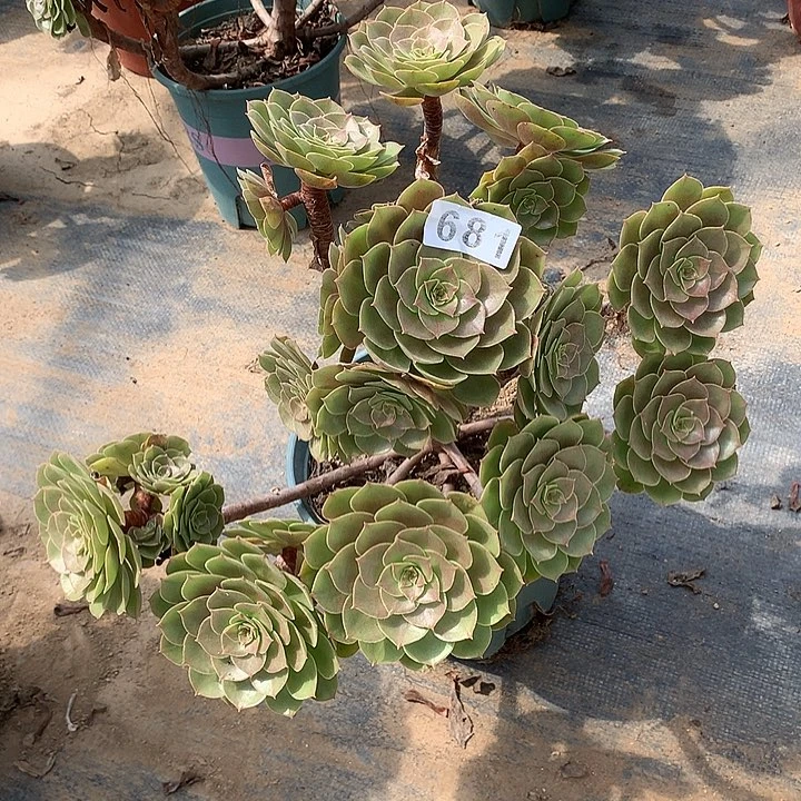 多肉植物万圣节681号