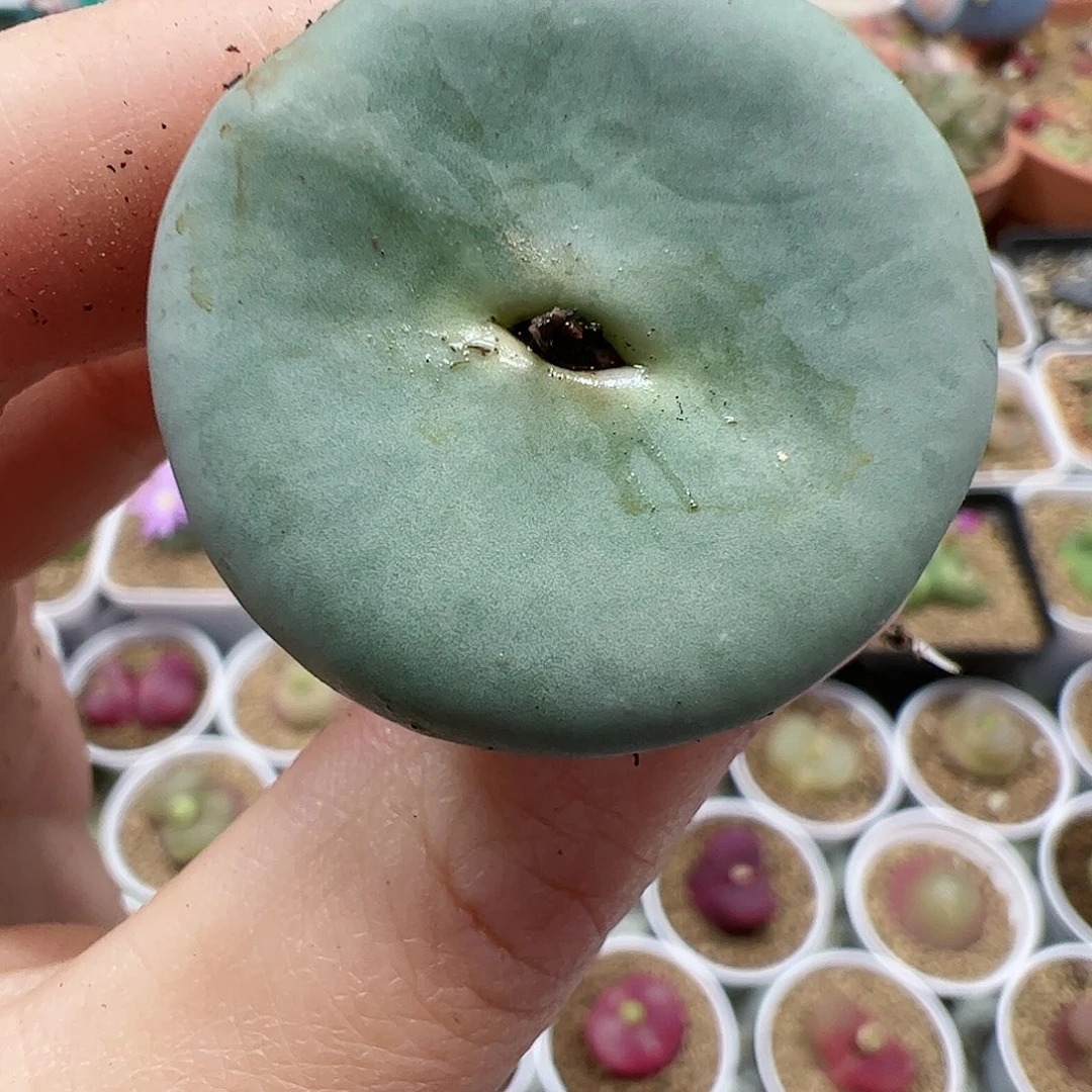 【闪购商品】12 平安福利