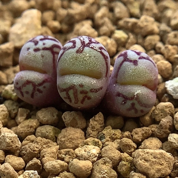 新年福利 肉锥植物