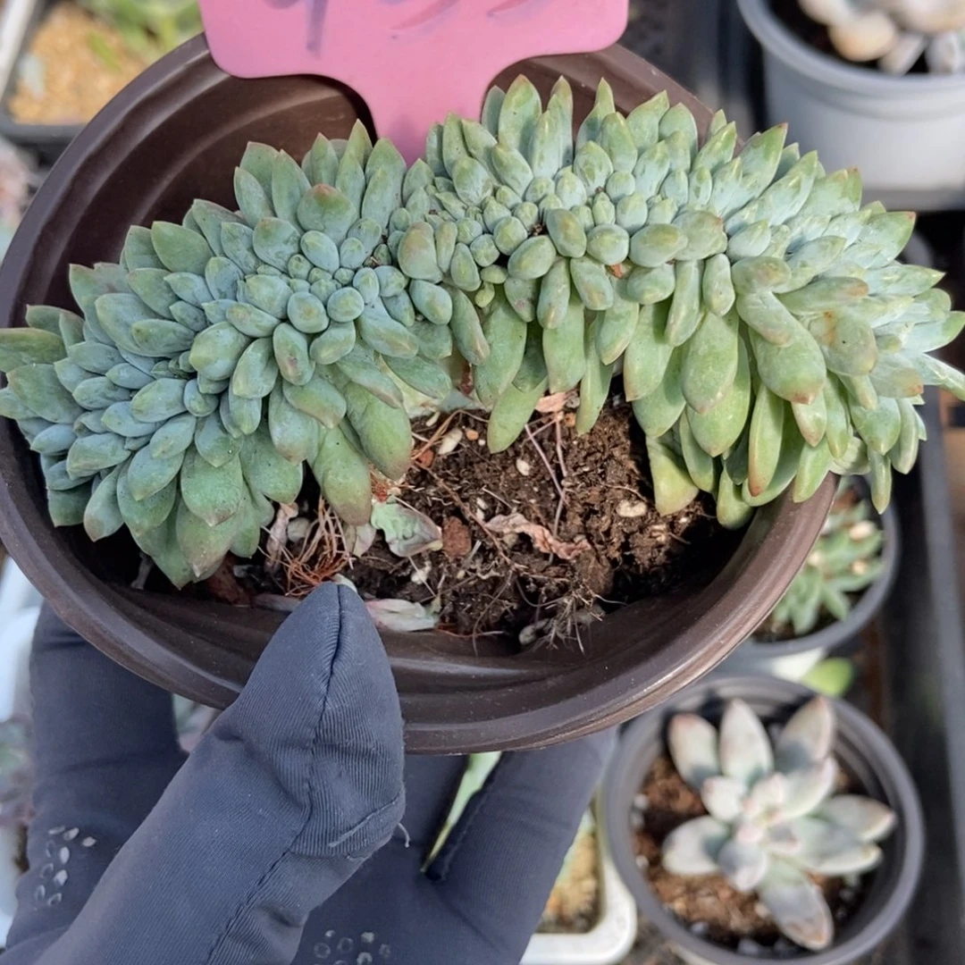 933奶糖缀多肉植物多肉