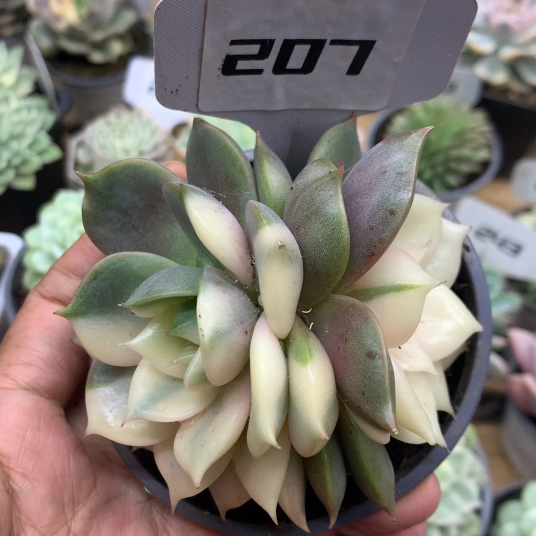 207双头贝加尔湖锦锦锦锦