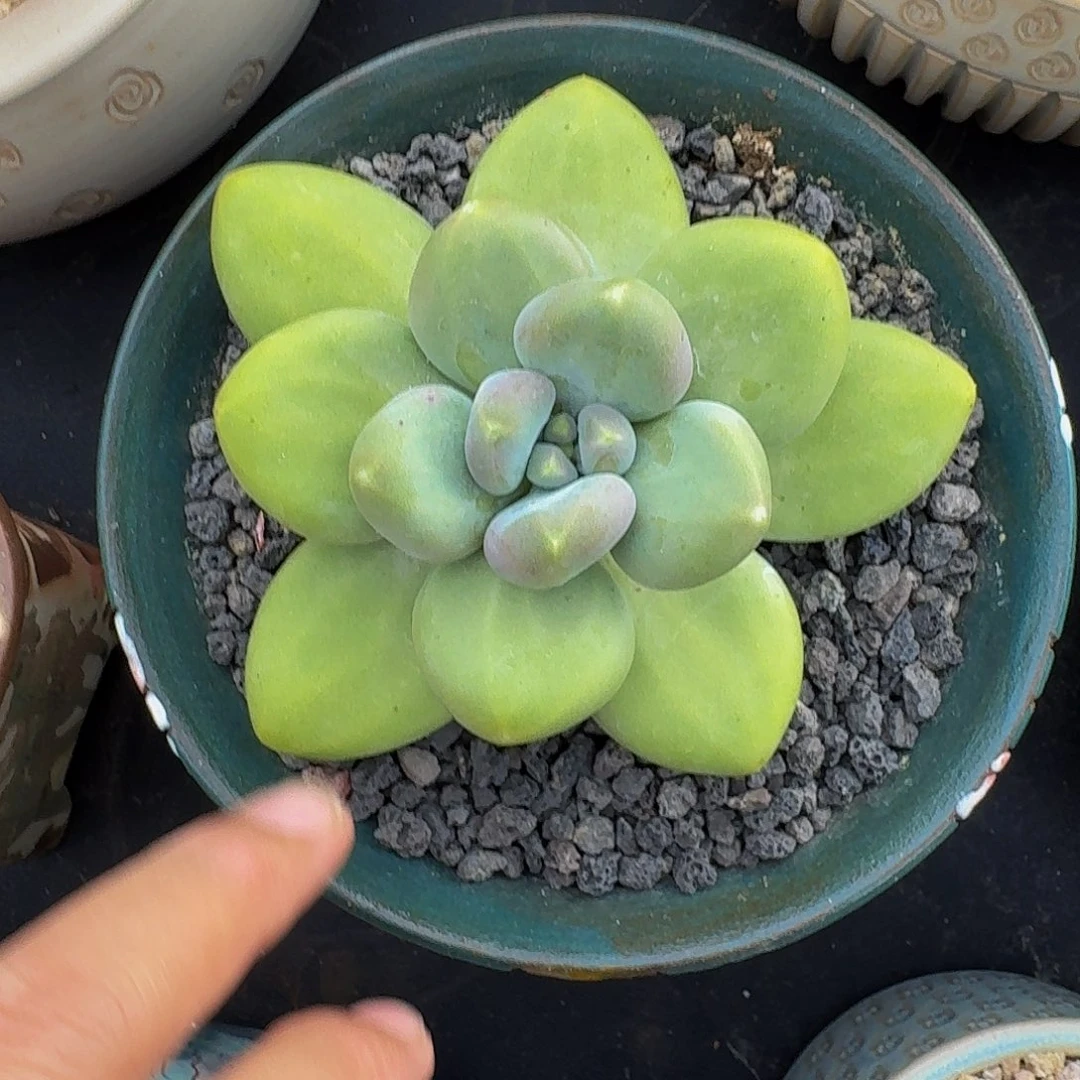 刚果奶 单头 一物一拍