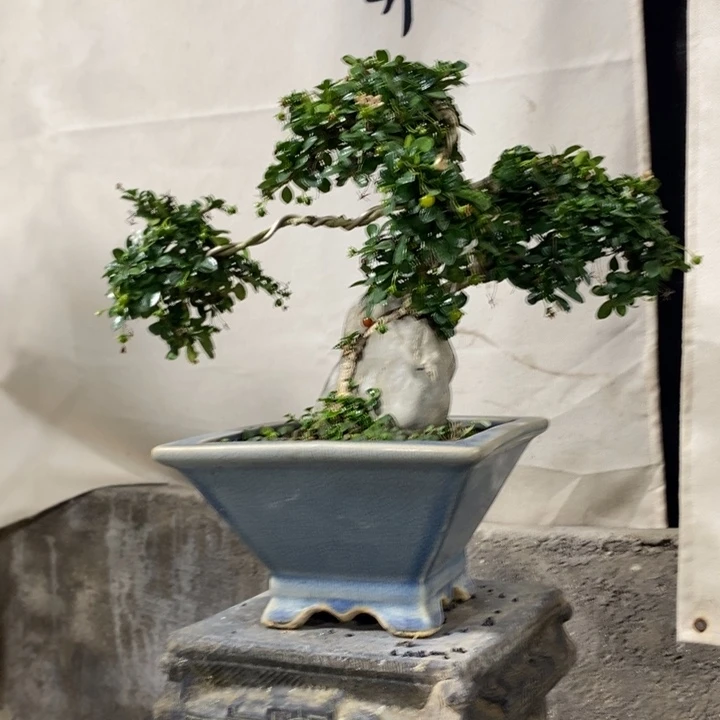 蛋***g无花朵退款拉黑一物一拍142