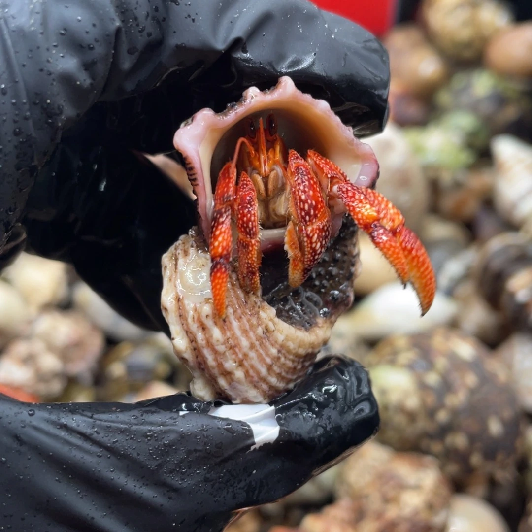 不退不换谢谢支持30