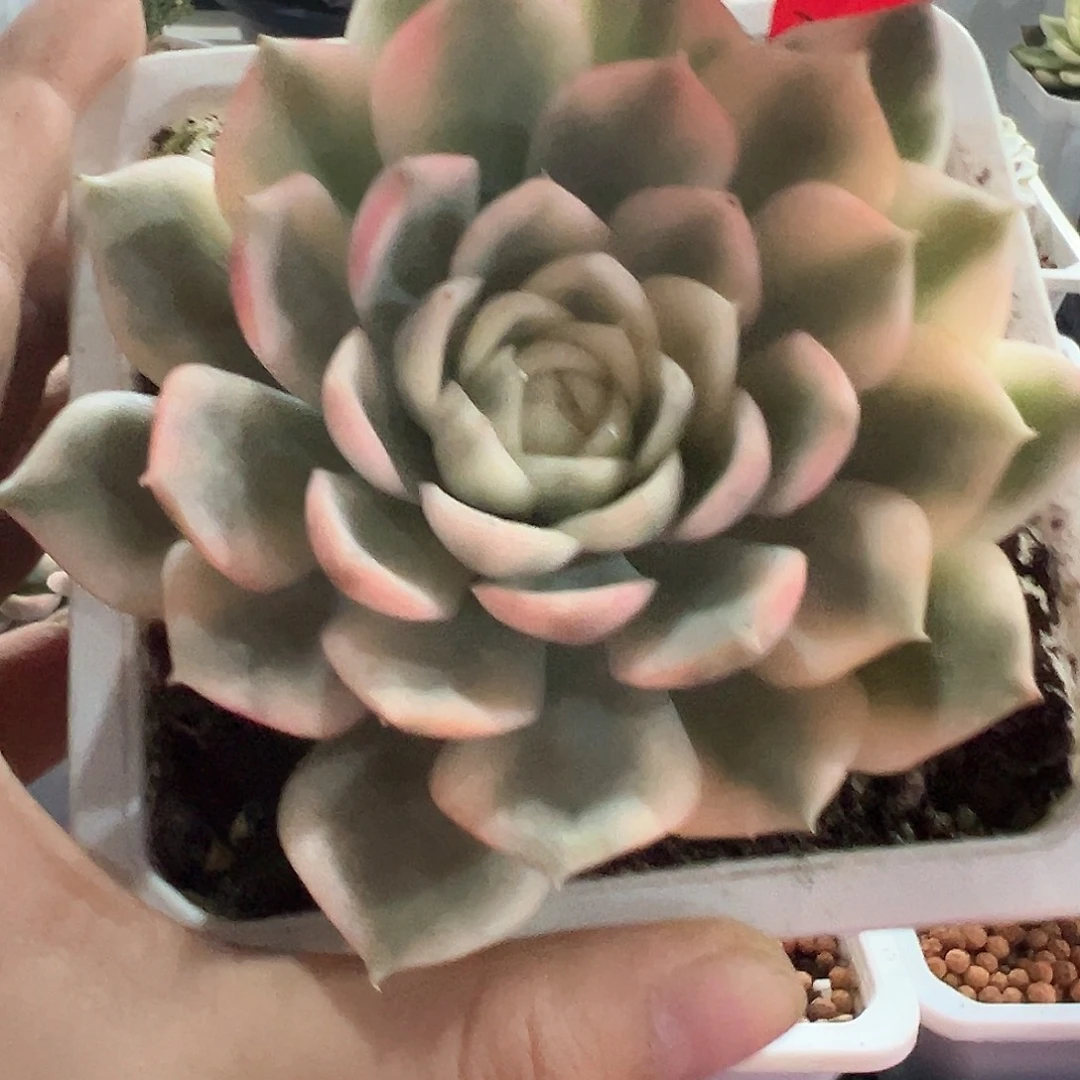 17号韩水晶锦多肉植物