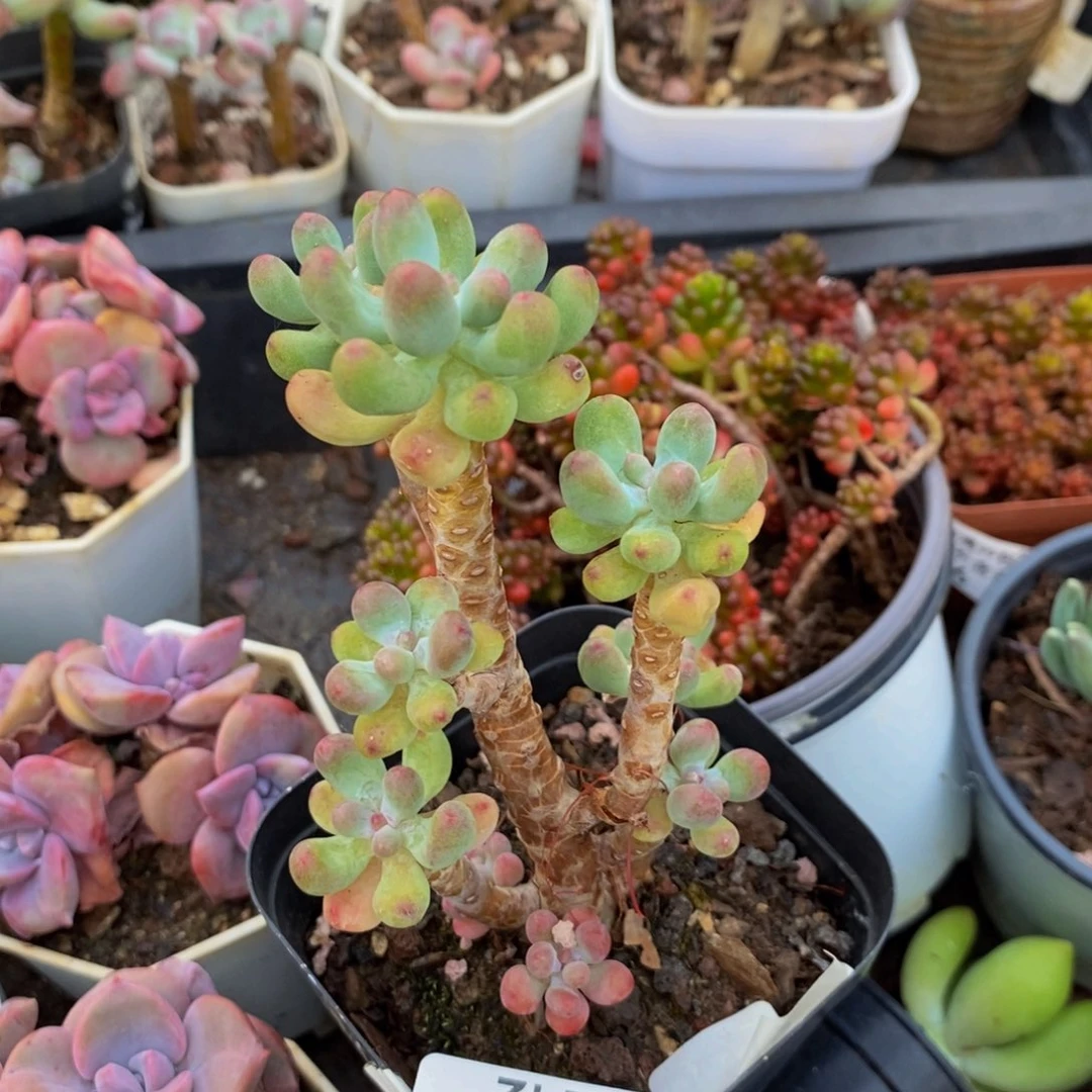 唉***姣242乙女心多肉6cm