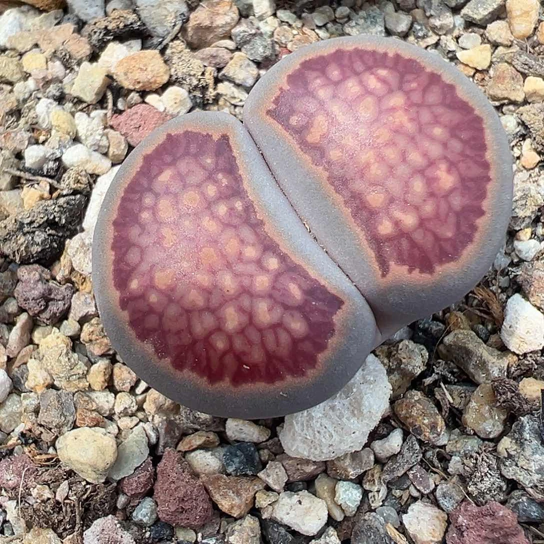 2947美菊3厘米福利111111111