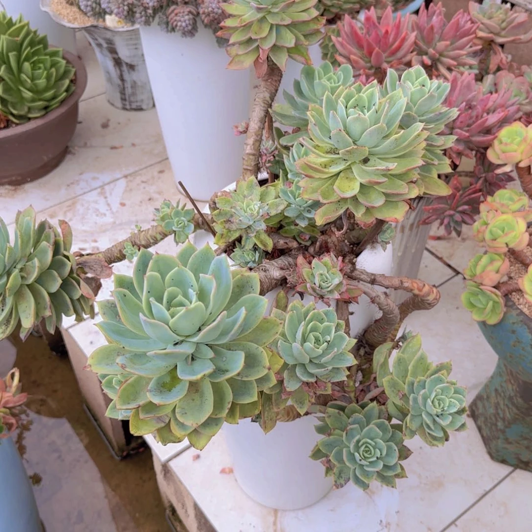 乔伊多肉植物00000005