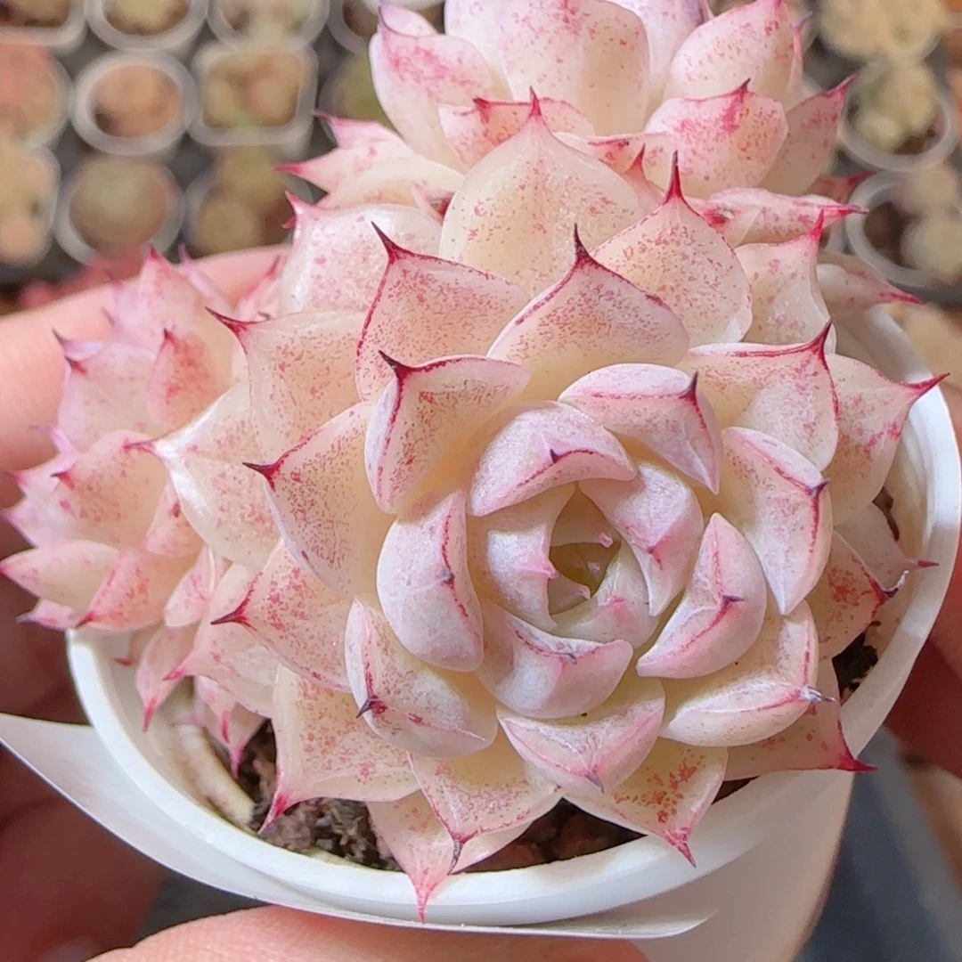 花语多肉1231-55魔仙散